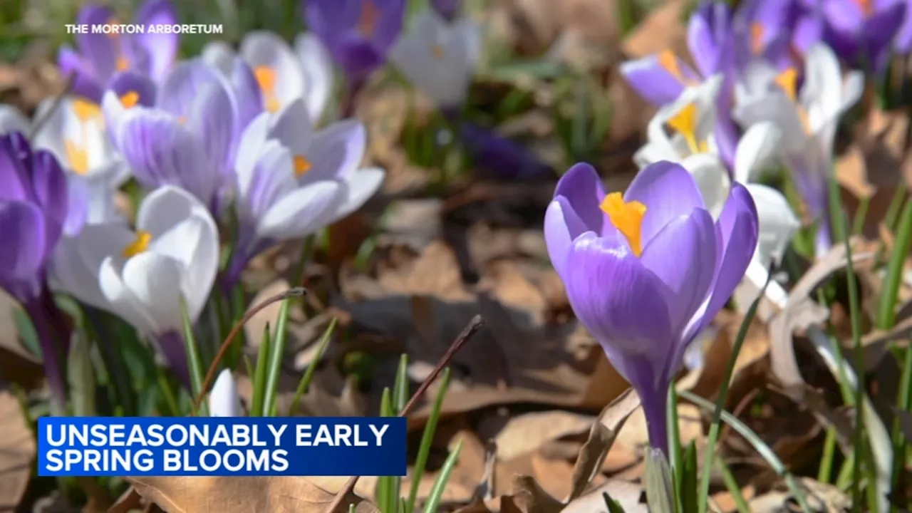 Morton Arboretum plant expert discusses how Chicago weather patterns are affecting plant health