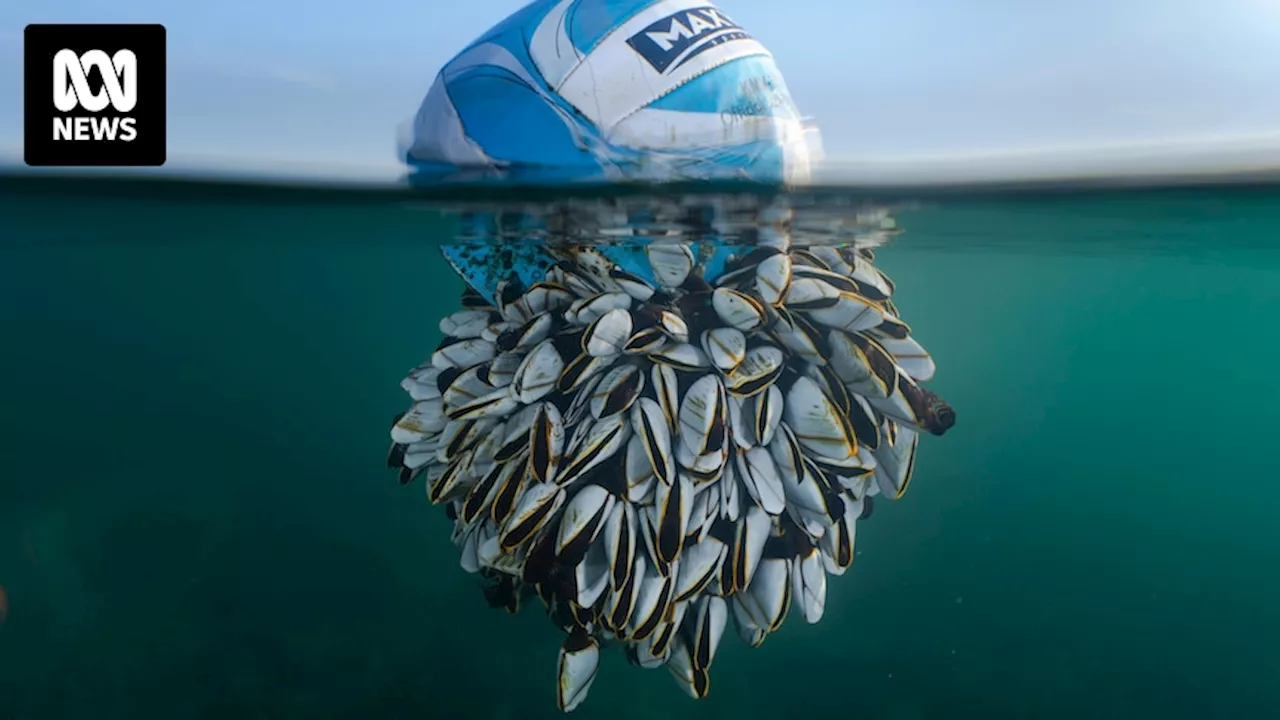 British Wildlife Photography Awards winners announced, with image of marine waste taking out top prize