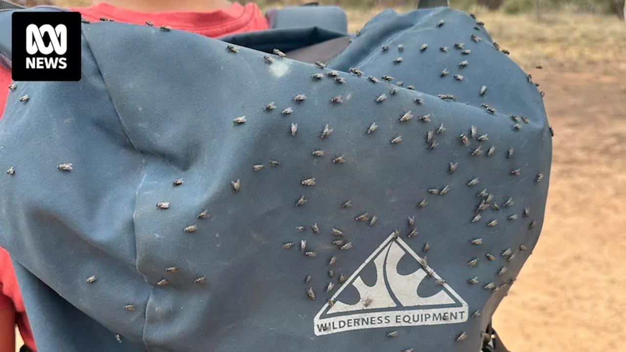 Bush fly population explodes in Central Australia as hot, humid weather creates perfect breeding conditions