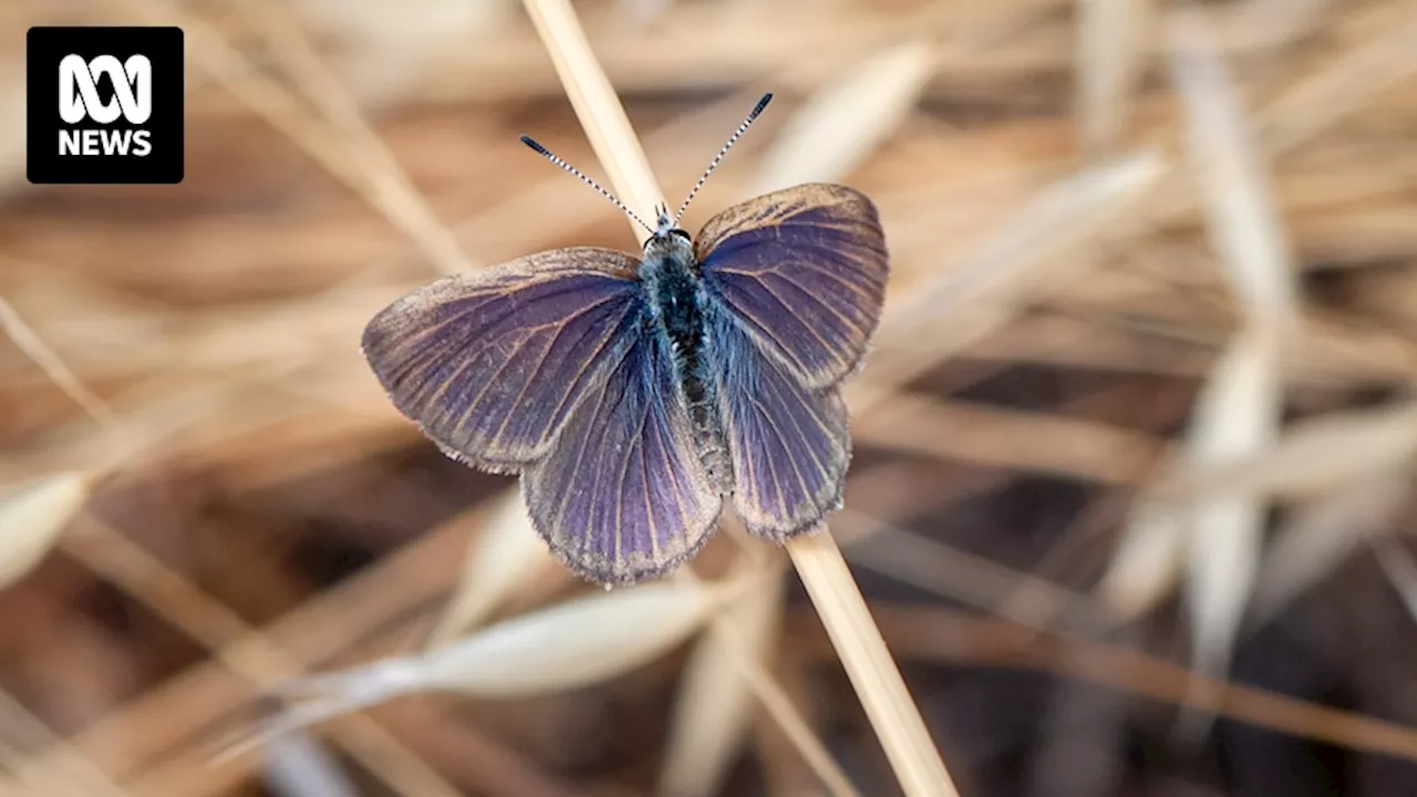 Growing creeping boobialla to secure Victoria's endangered golden-rayed blue butterfly