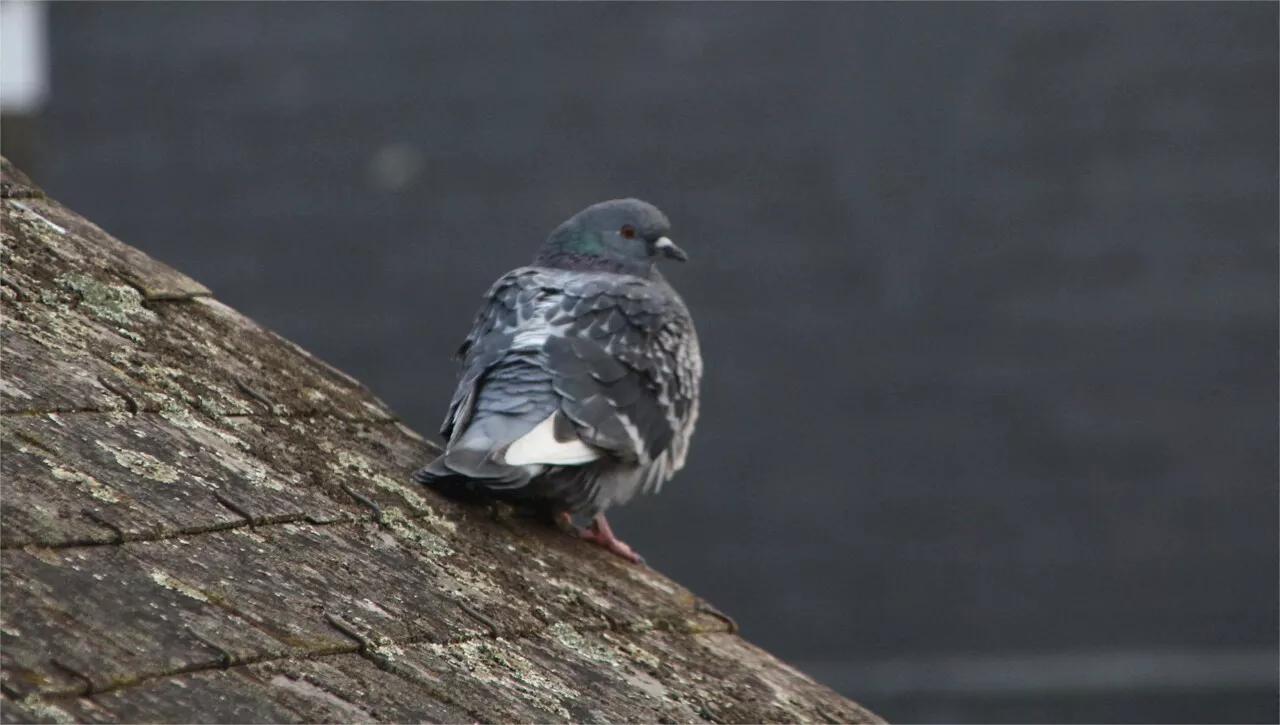 Lutte contre les pigeons à Sablé-sur-Sarthe : la Ville durcit le ton face aux propriétaires