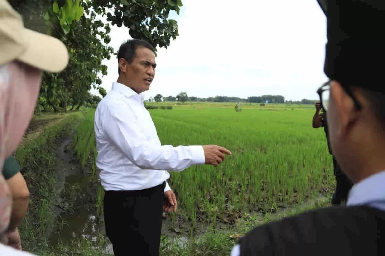 Mentan: Keran impor jagung ditutup demi maksimalkan penyerapan