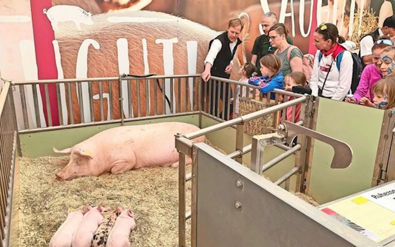 Gemütlich haben es in der Zentralschweiz vor allem die Tiere