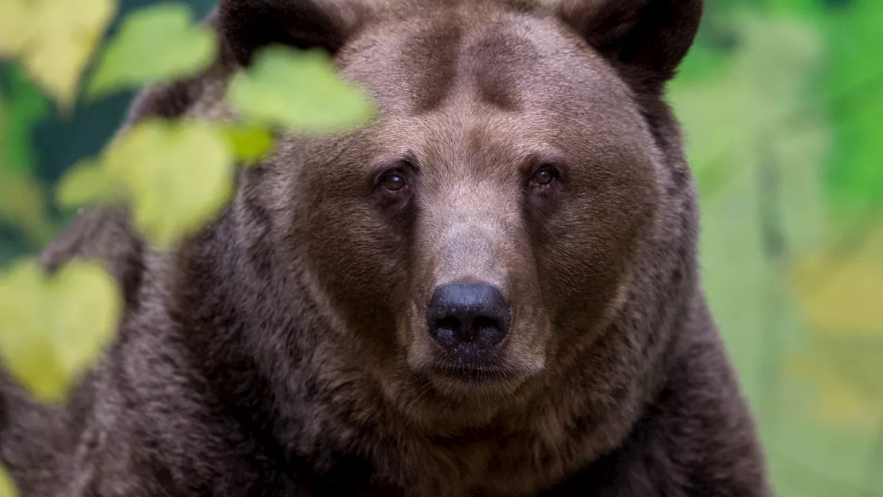 Slovaquie: une nouvelle attaque d'ours fait cinq blessés, trois jours après la mort d'une randonneuse