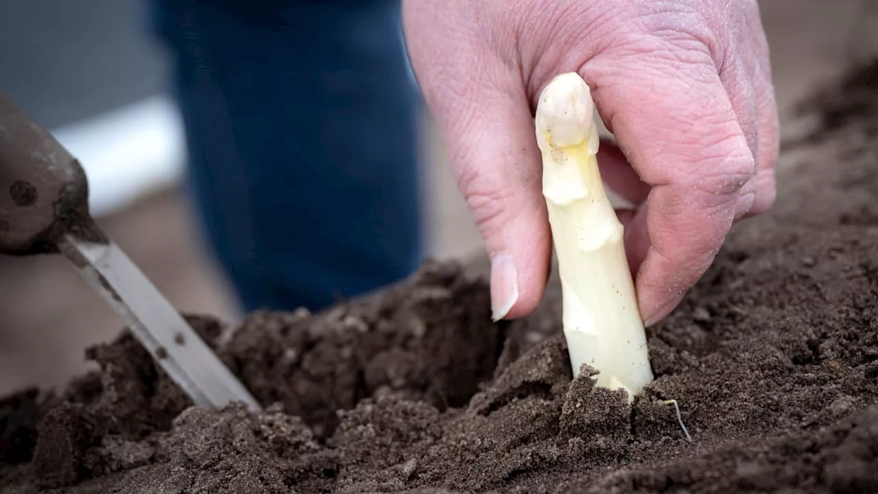 Spargel-Ernte in Niedersachsen: Warten auf das weiße Gold