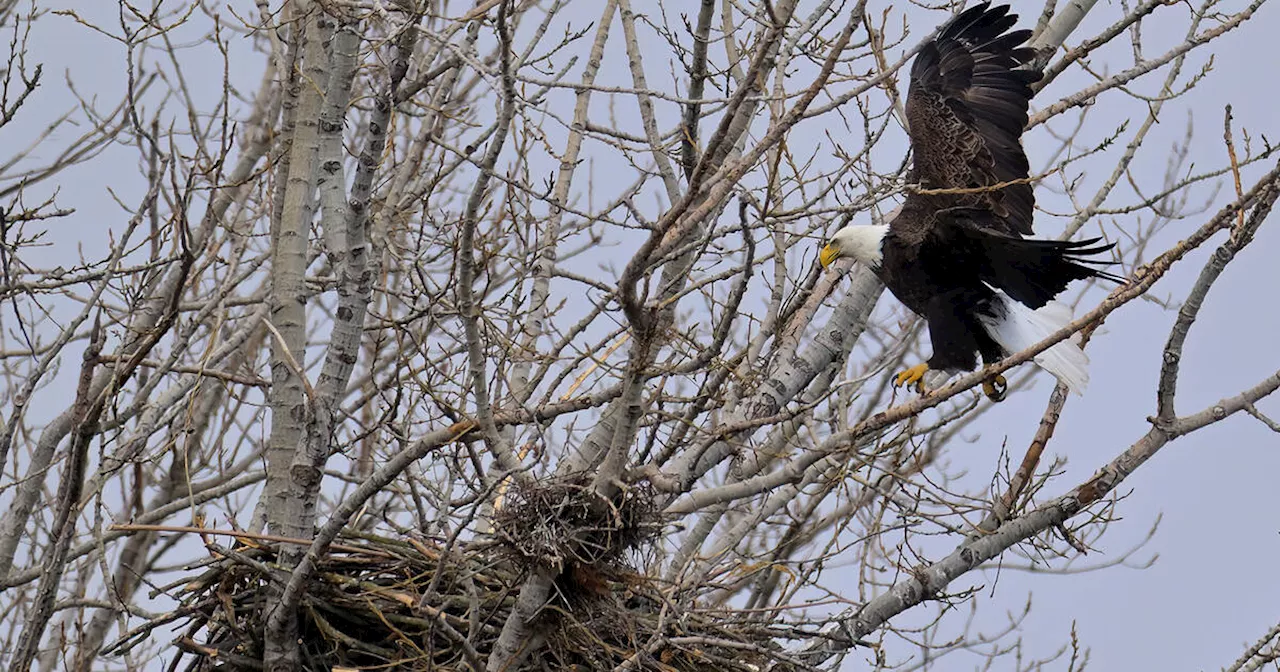 Photographer captures astonishing shots of Toronto's famous first bald eagle nest