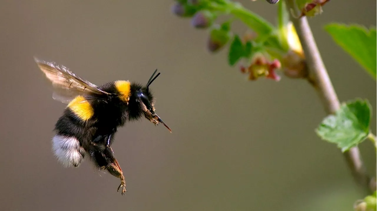 Große Wildbienenart : Hummel - Gelb-schwarzer Riesenbrummer