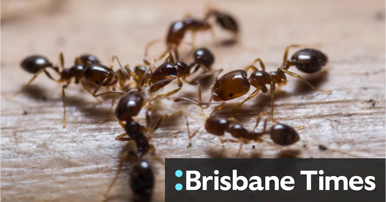 A missed chance to eradicate fire ants could cost Australia $38 billion