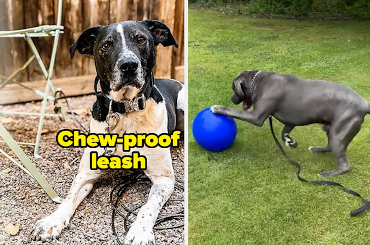 14 Dog Products Reviewers Swear By For Aggressive Chewers