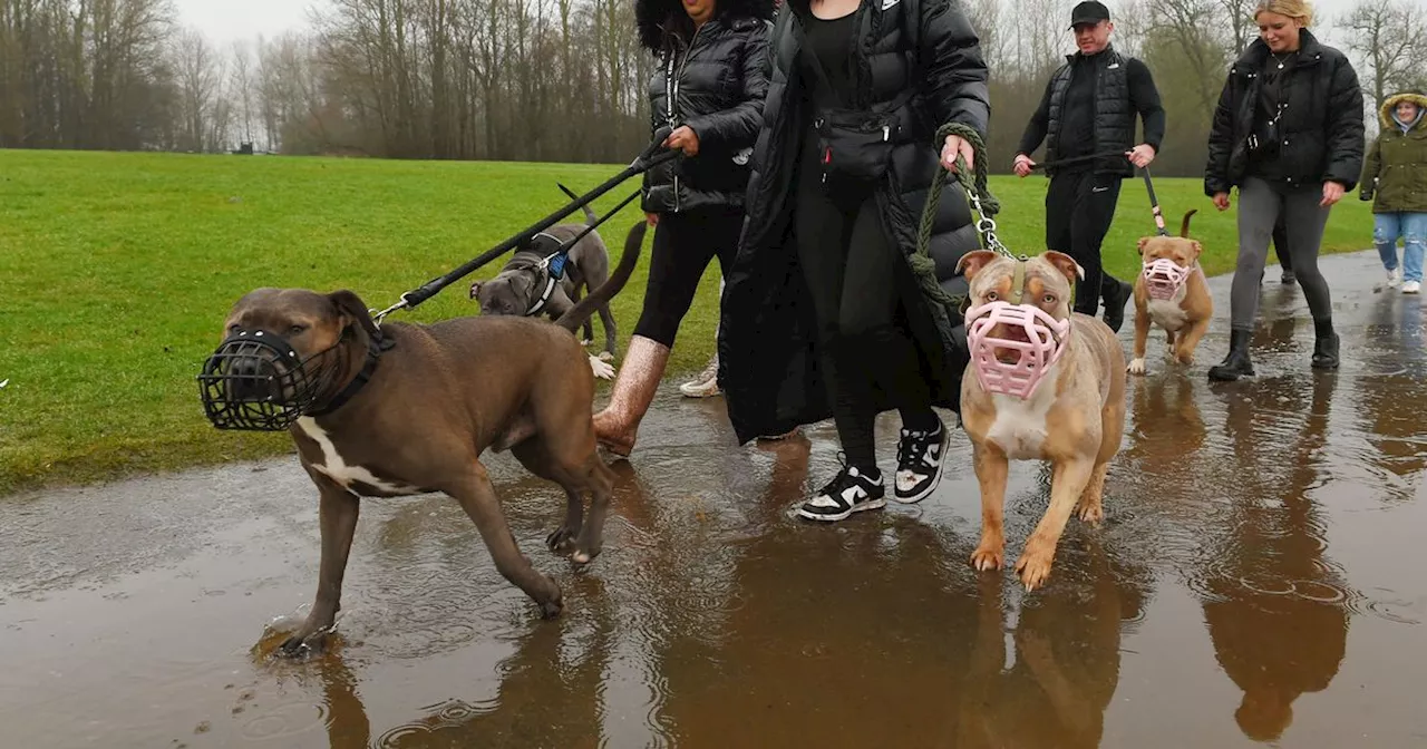 Dog Trainer Organizes Walk to Change Image of XL Bullies