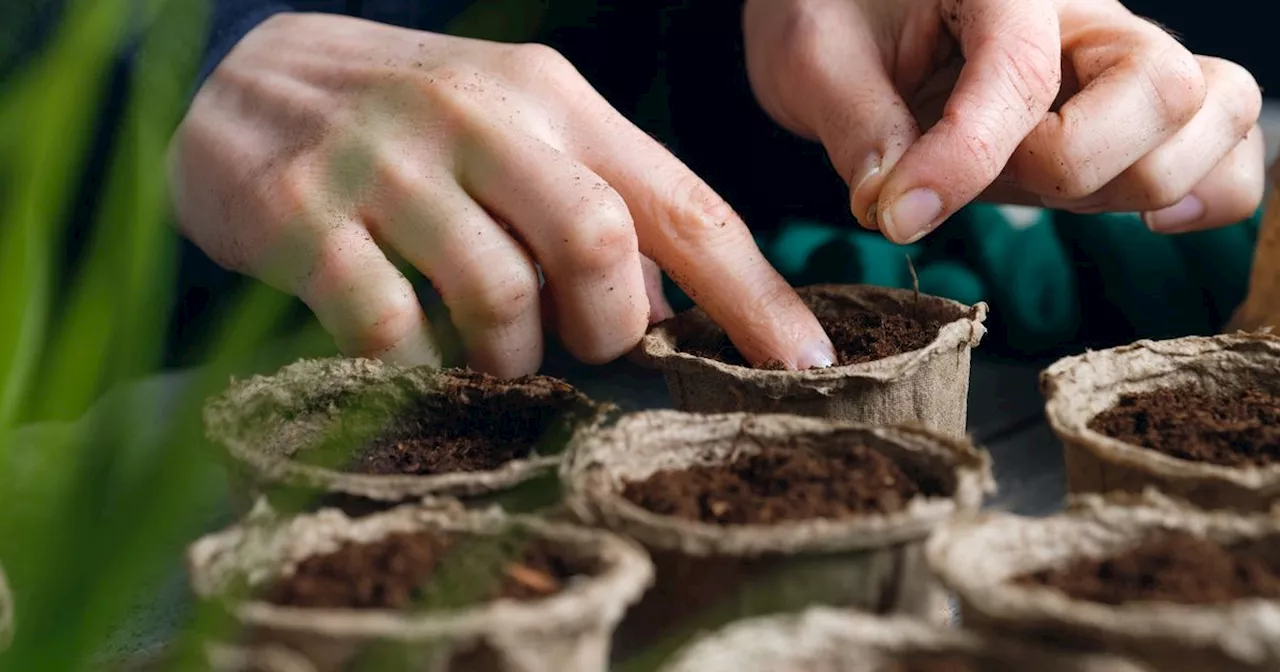 Gardener shares cheap hack to help plants grow with unusual household item