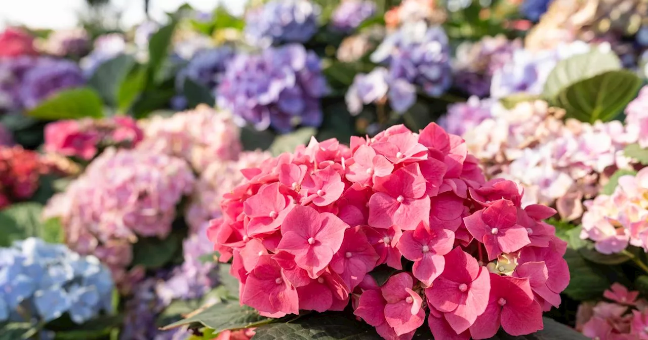 Hydrangeas grow the ‘best blooms with intense colour’ with three kitchen scraps