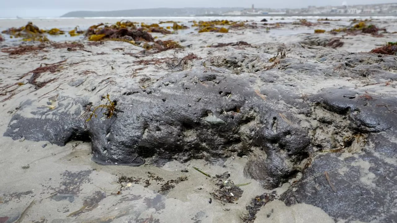 Ancient submerged forest uncovered on Cornish beach