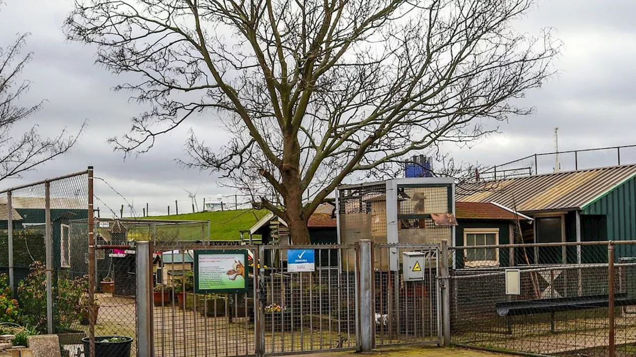 Animal bloodbath as primary school pupil strangles rabbits and guinea pigs at Dutch petting zoo:...