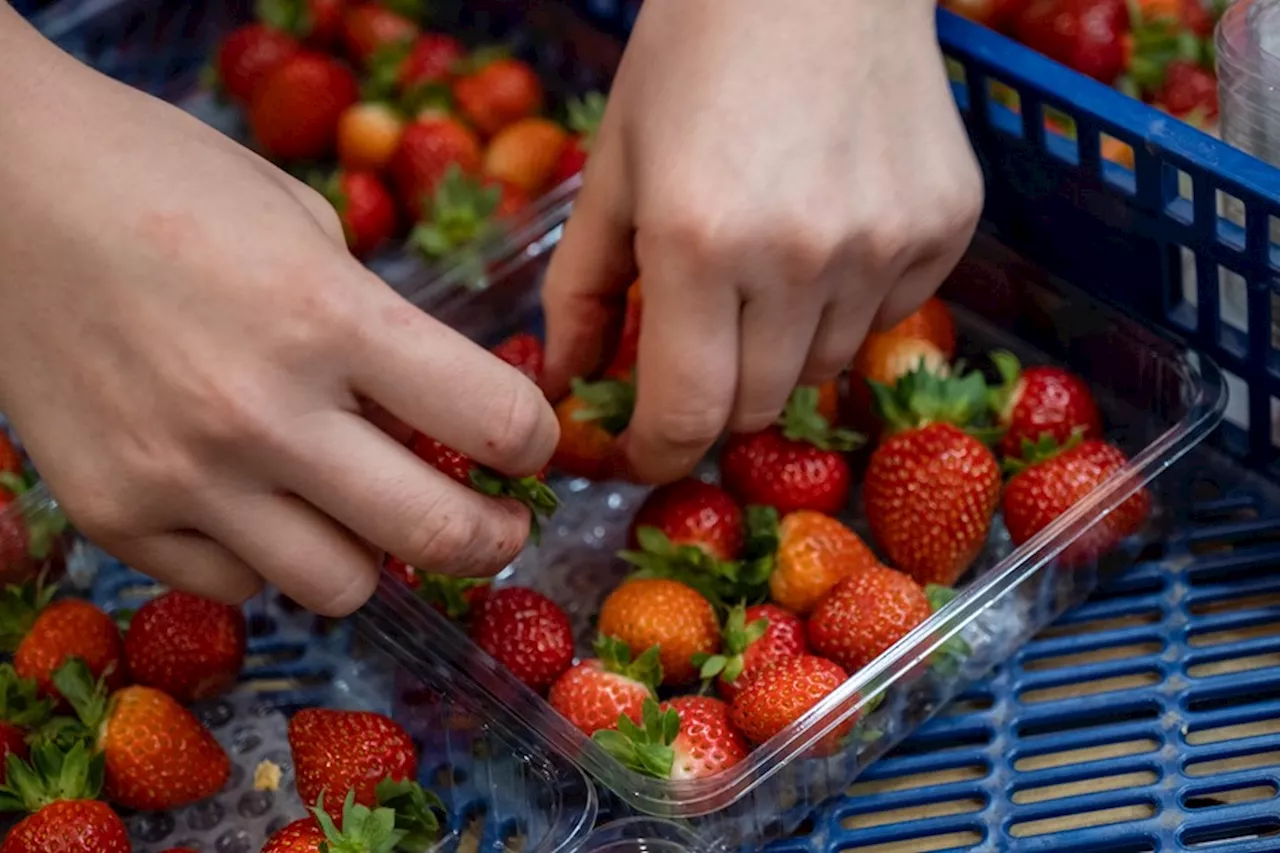 España detecta otra partida de fresas marroquíes con hepatitis A que iban a Polonia