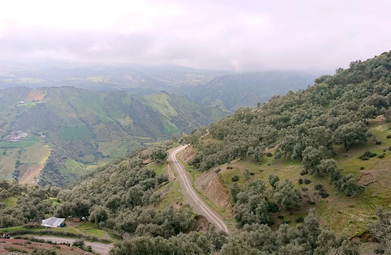 Morocco's First Legal Cannabis Harvest Reaches 294 Metric Tonnes