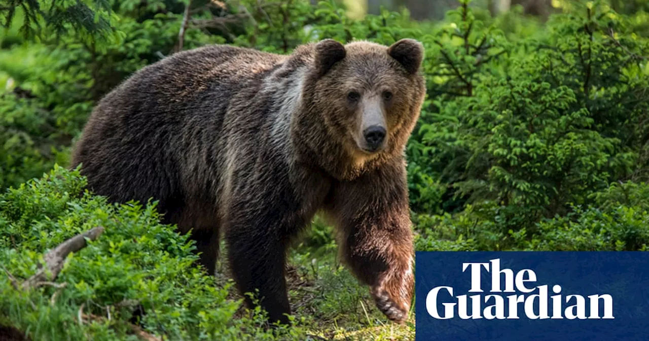 Five injured in second bear attack in Slovakia in three days