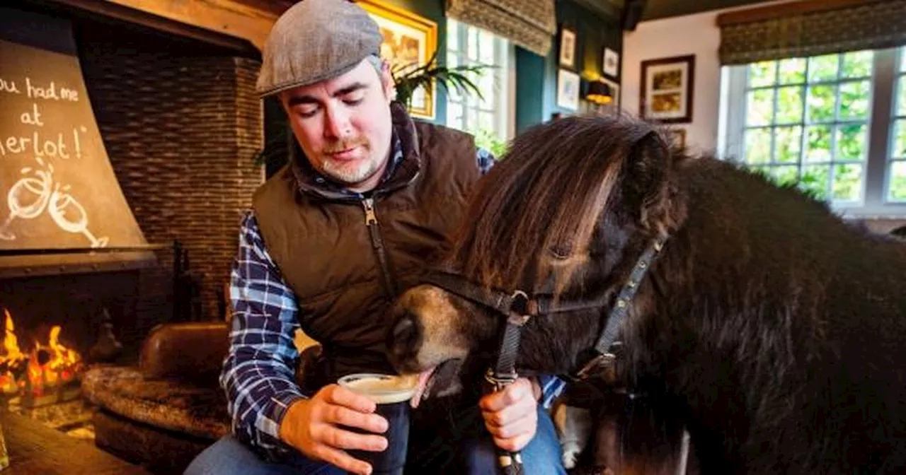 Patrick the Miniature Pony Celebrates St Patrick's Day with a Pint of Guinness