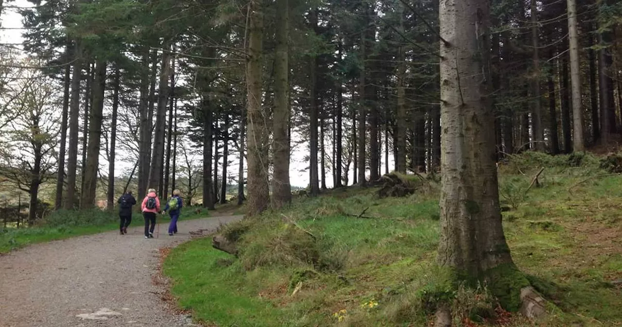 Coillte and native tree species: Correction