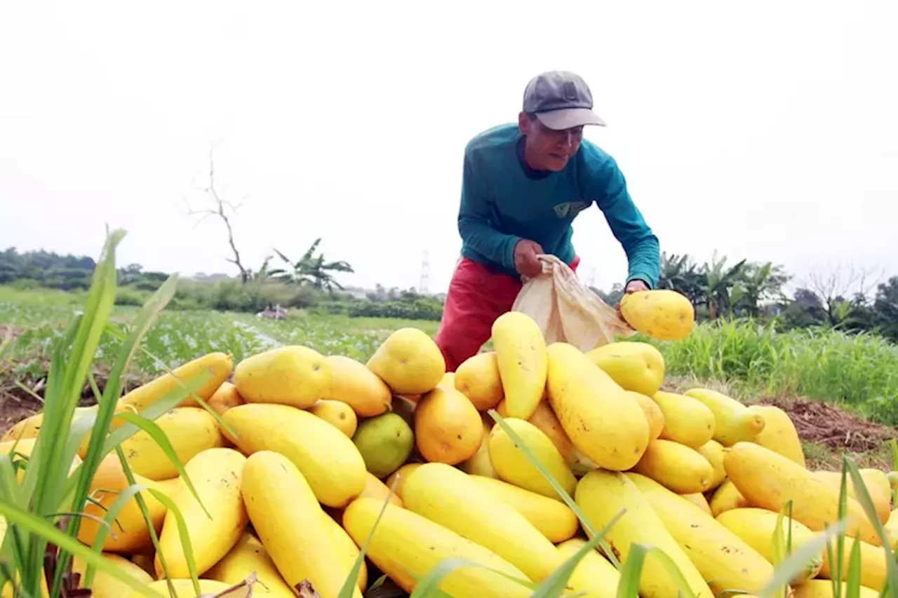 Manfaat Kesehatan Timun Suri, Buah Segar yang Kaya Nutrisi, Cocok Dijadikan Takjil