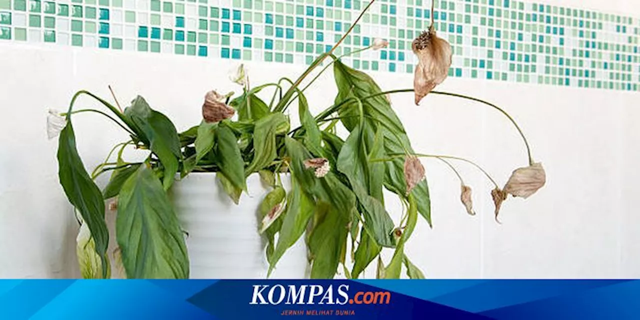 Catat, Ini 3 Tanaman yang Harus Dihindari di Rumah Menurut Feng Shui