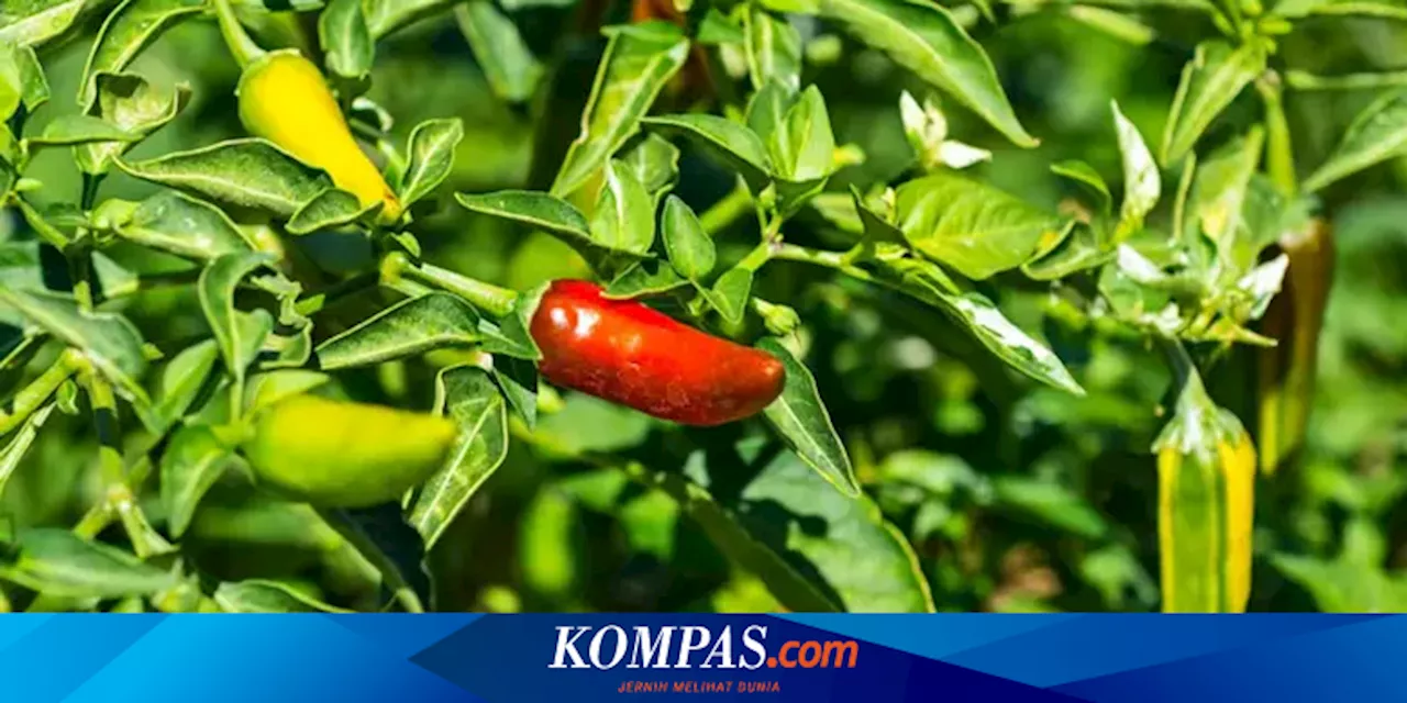 Kisah Cabai Fish Pepper yang Hampir Punah, Mutasi dari Cabai Rawit