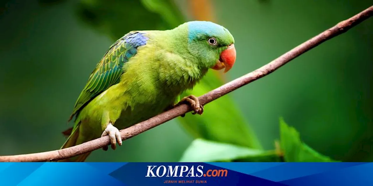 Para Ilmuwan Cari Tahu Penyebab Burung Suka Makan Kotoran