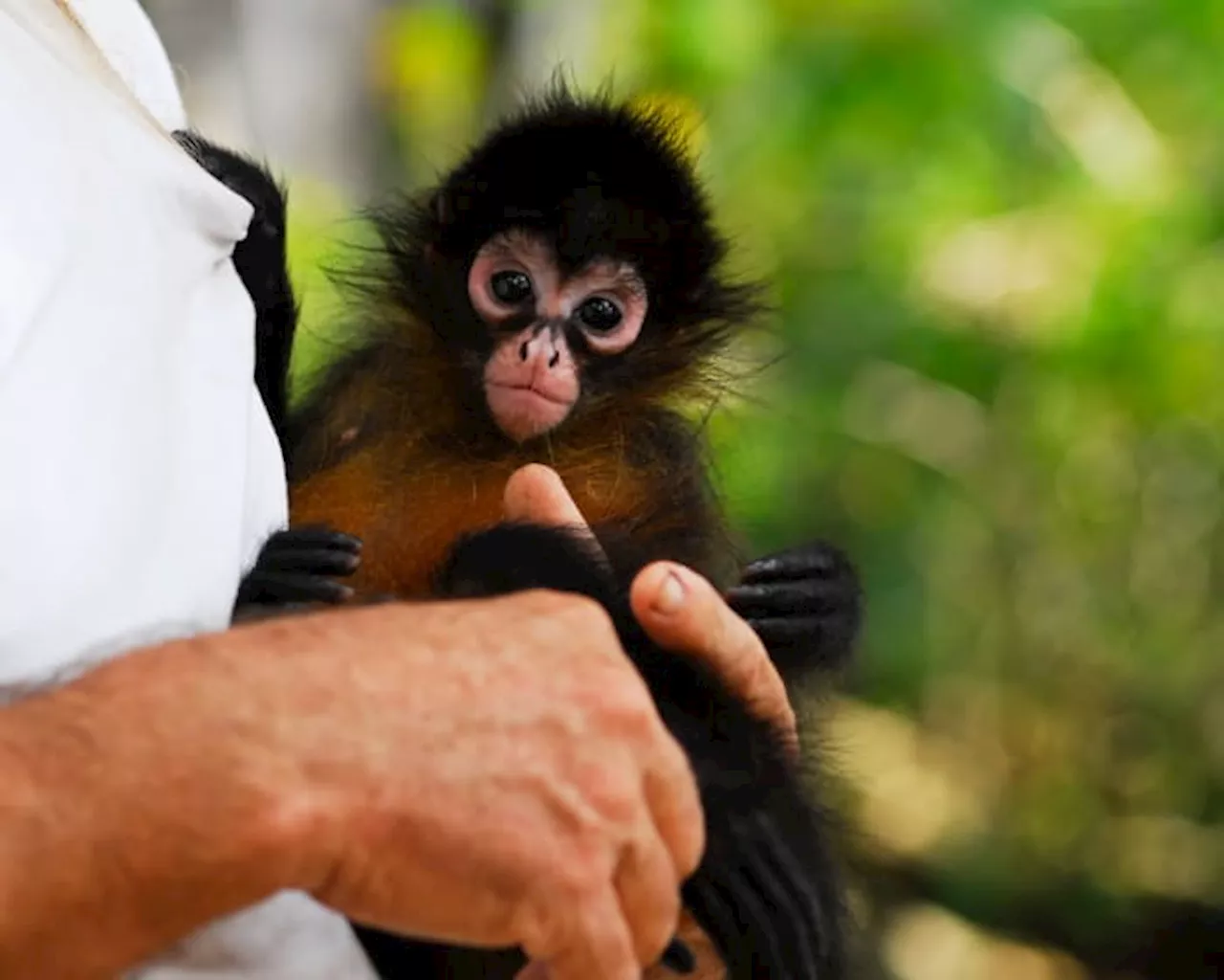 Texas woman gets prison sentence for selling Spider Monkey and other exotic animals on Craigslist