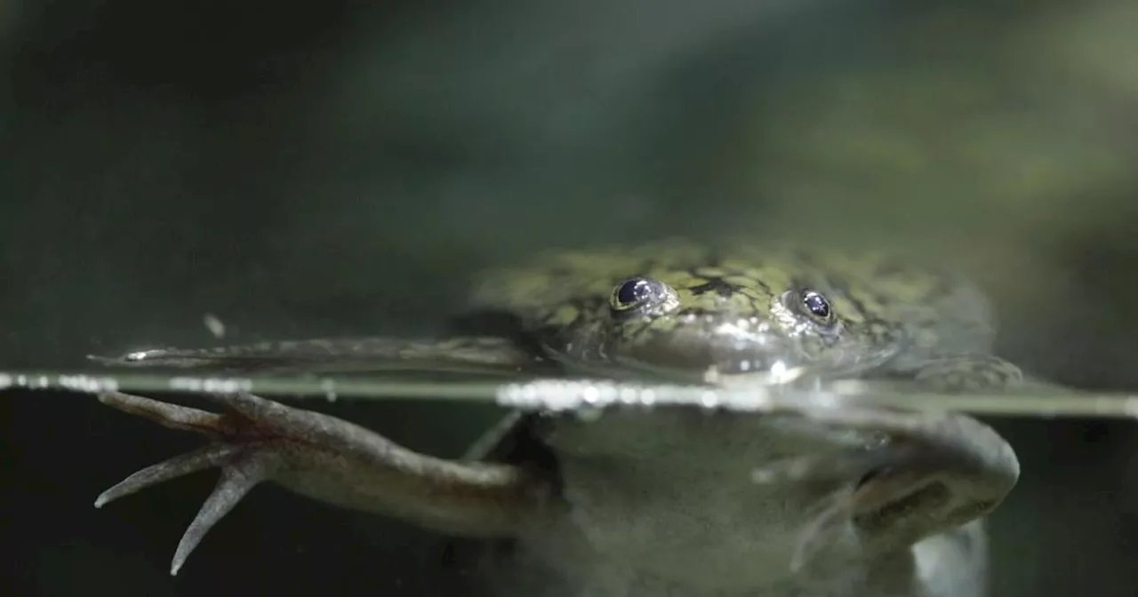 Genetische Grundlagen für die Evolution von Haaren im Krallenfrosch entdeckt