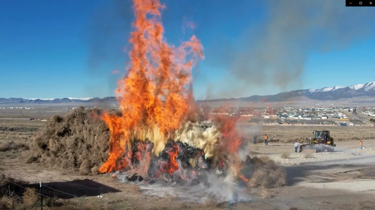 Firefighters burn large tumbleweed piles after thousands invade Utah neighborhoods