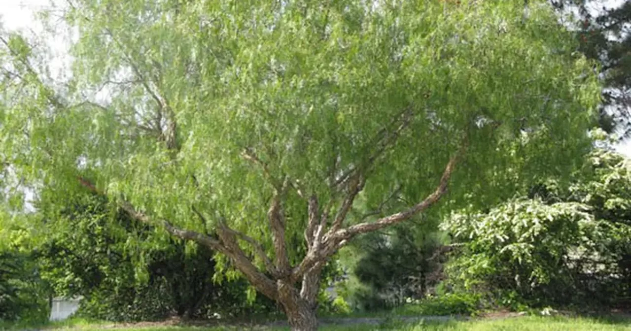 Cómo preparar repelente para mosquitos casero con un árbol que está en todos lados