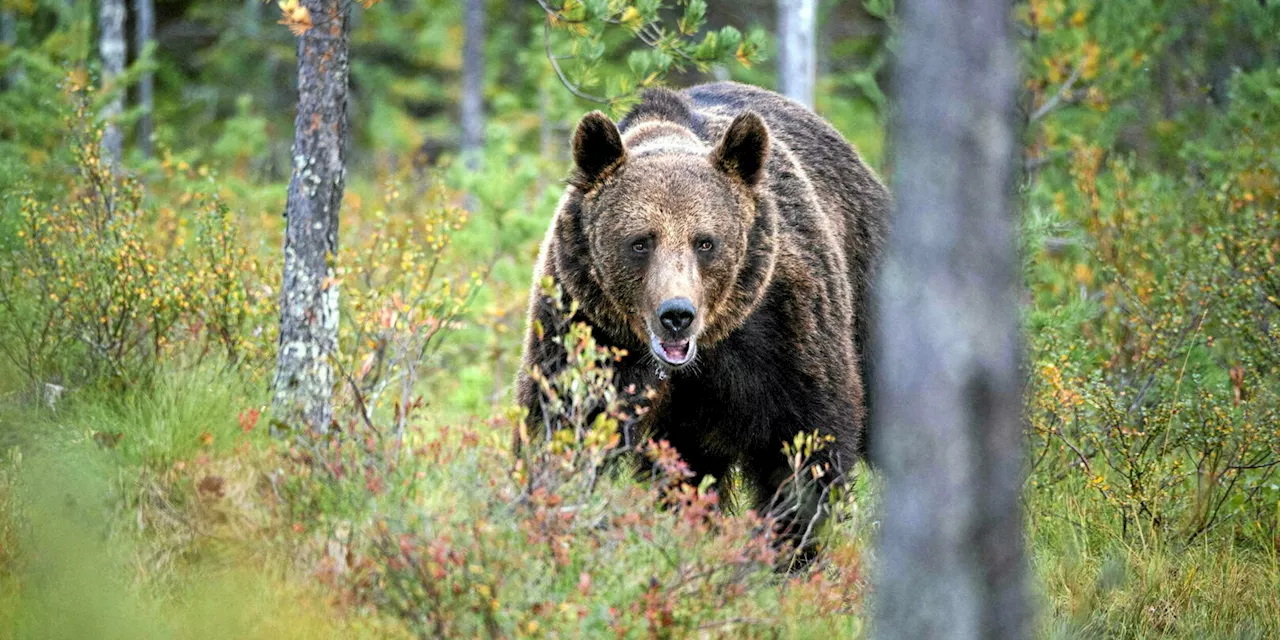 Slovaquie : une femme meurt après avoir été pourchassée par un ours