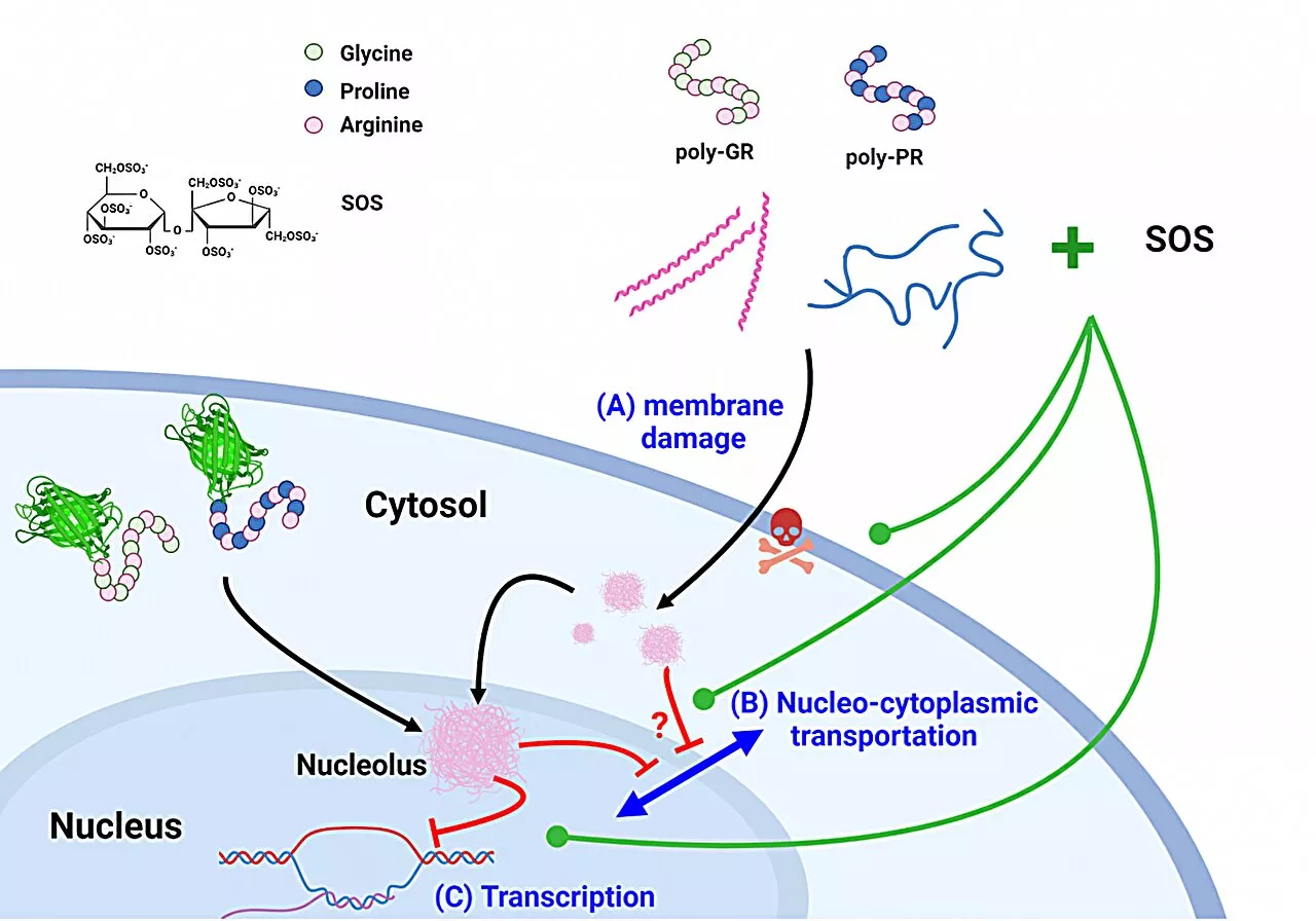 A new approach to treating amyotrophic lateral sclerosis and frontotemporal dementia