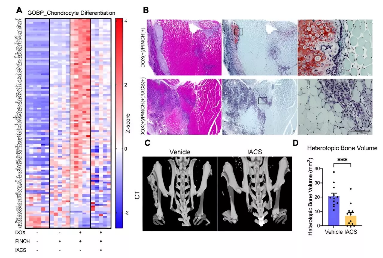 Inhibition of Oxidative Phosphorylation: Potential Treatment for Genetic Disease