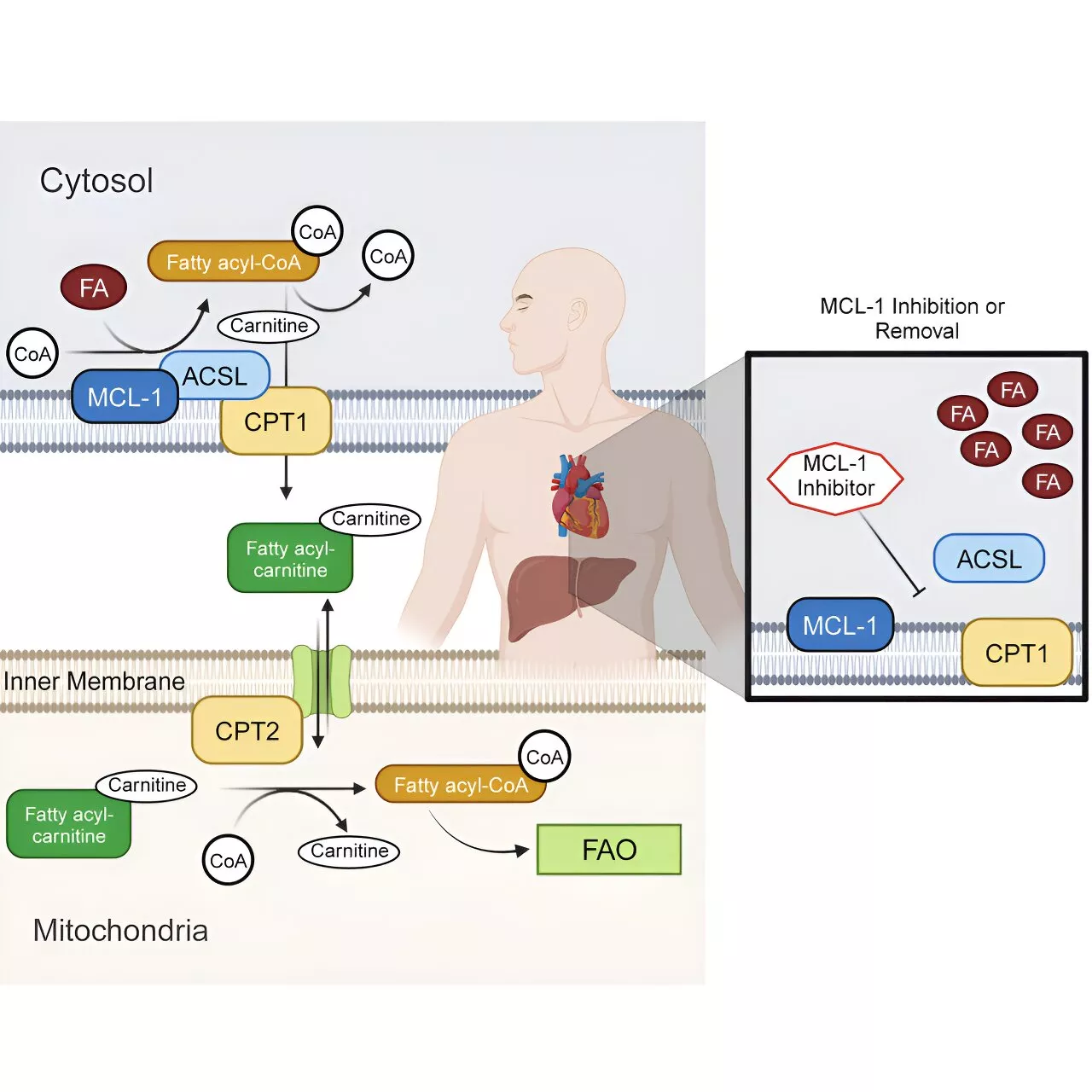 Role in mitochondrial metabolism paints more complete picture of MCL-1 function