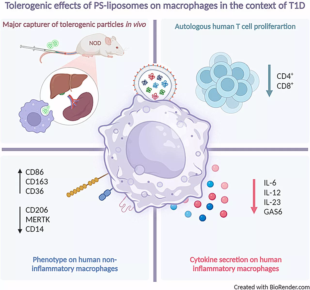 Team reports progress in developing specific immunotherapies for type 1 diabetes