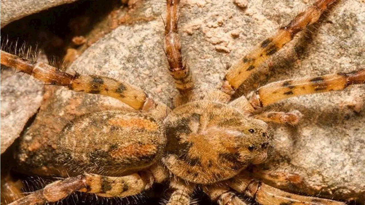 Hauswinkelspinne oder Nosferatu-Spinne? An bestimmten Merkmalen unterscheiden