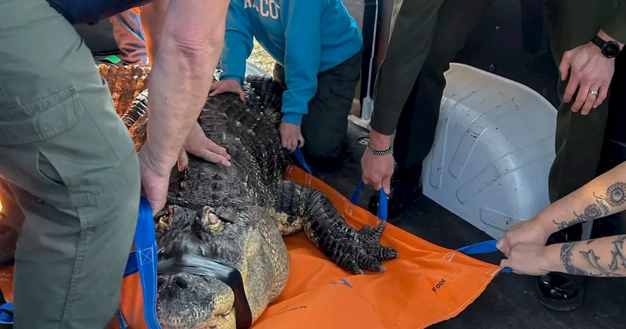 Alligator twice the size of a man seized from home in New York