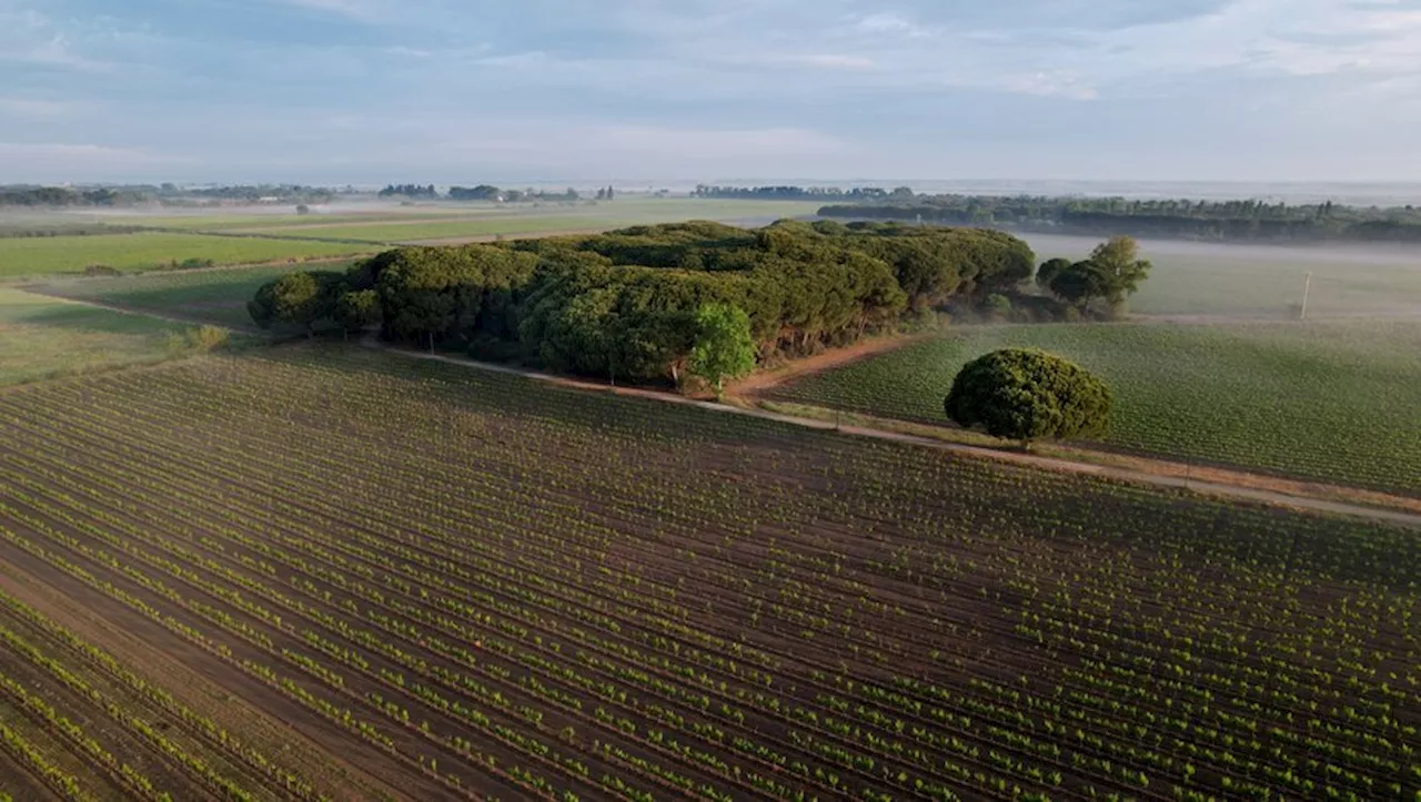 Découvrez les médailles d'or gardoises au concours général agricole 2024