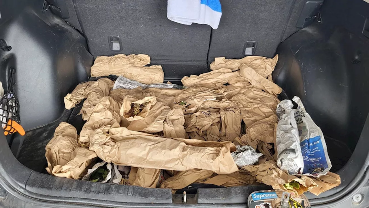 Nearly 300 undeclared plants seized at Juarez-Lincoln Bridge in back-to-back cases