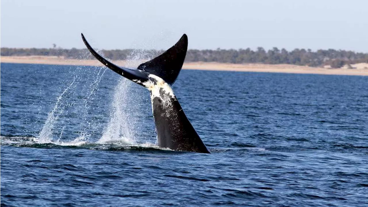 Smelly Gas Helps Researchers Track Right Whales