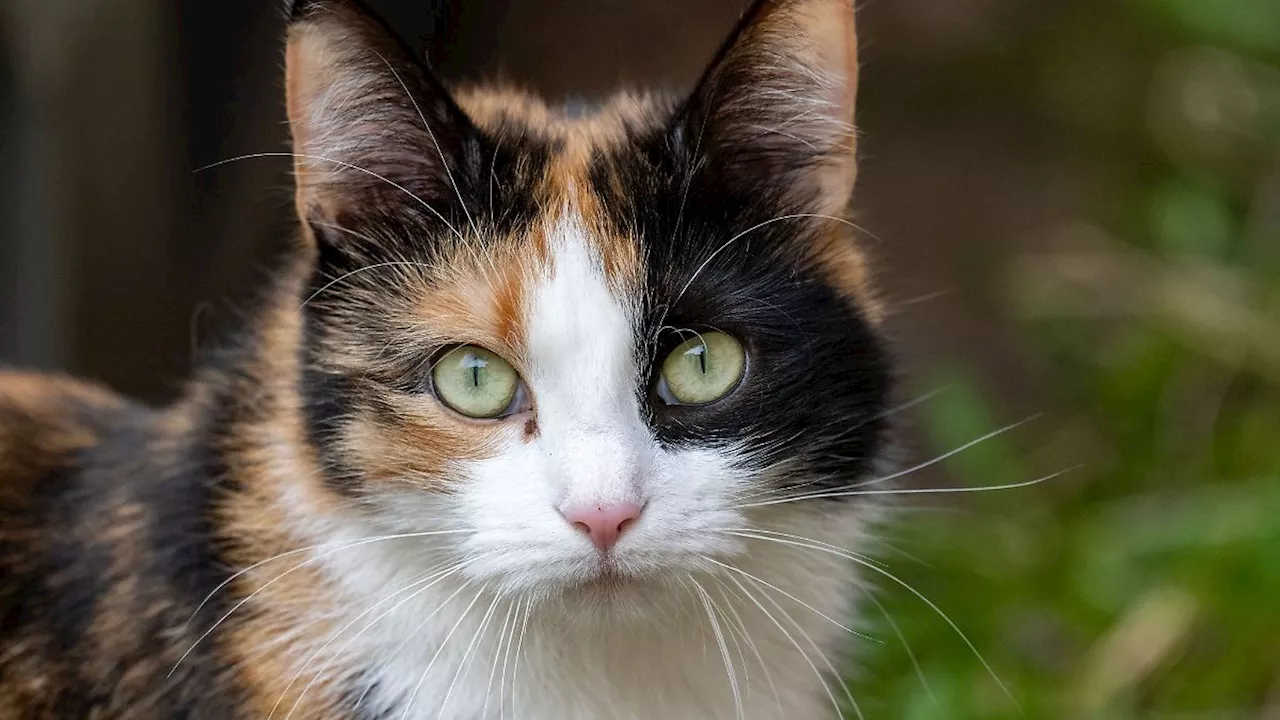 Mecklenburg-Vorpommern: Katzen: Landkreis erlässt Regeln zu Auslauf und Kastration