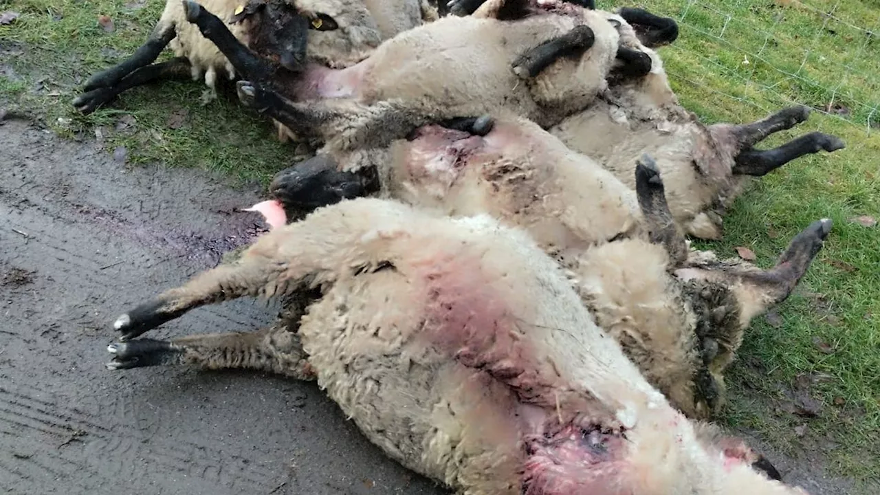 Mecklenburg-Vorpommern: Tod mehrerer Schafe: Chance auf Wolfsabschuss schlecht