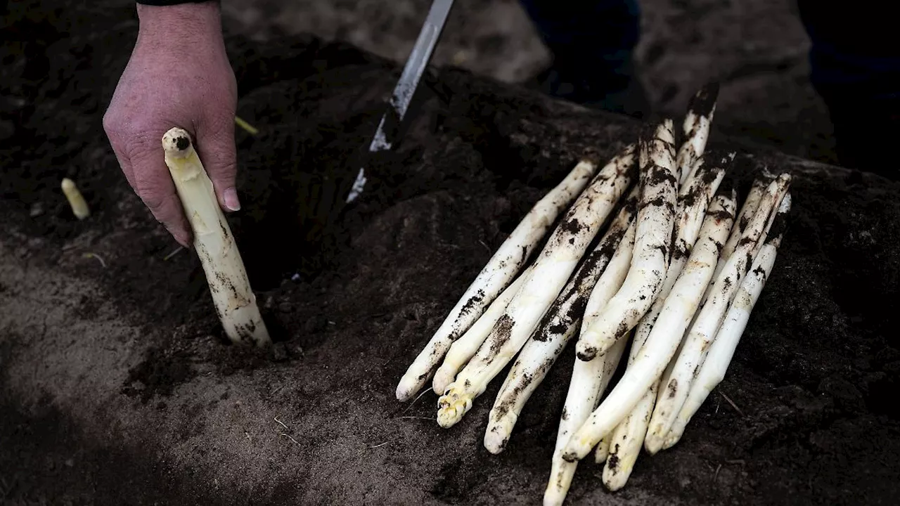 Niedersachsen & Bremen: Spargelernte erst ab Mitte April, vereinzelt auch zu Ostern