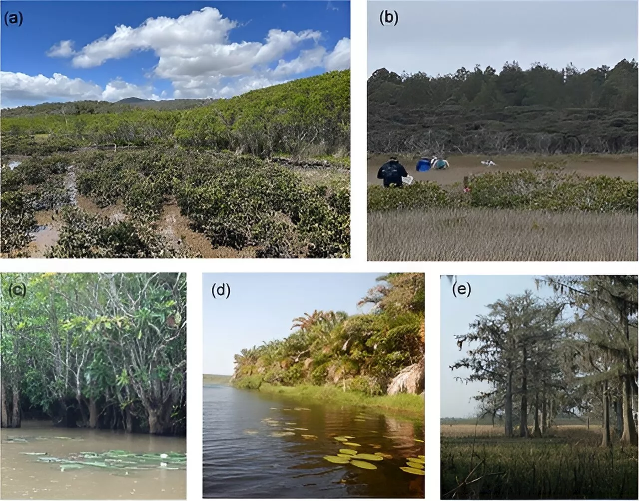 Alternative tidal wetlands in plain sight have overlooked Blue Carbon superstars