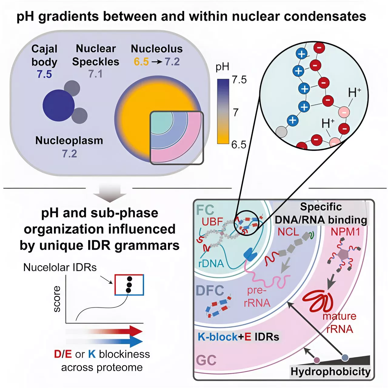 Engineers manage a first: Measuring pH in cell condensates