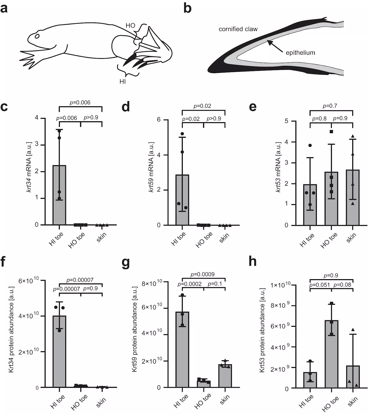 Genetic basis for the evolution of hair discovered in the clawed frog