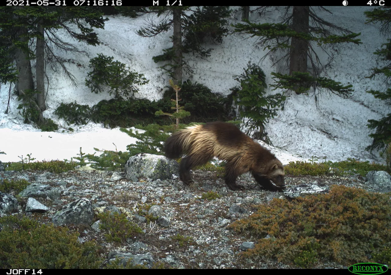 Global wildlife study during COVID-19 shows rural animals are more sensitive to human activity