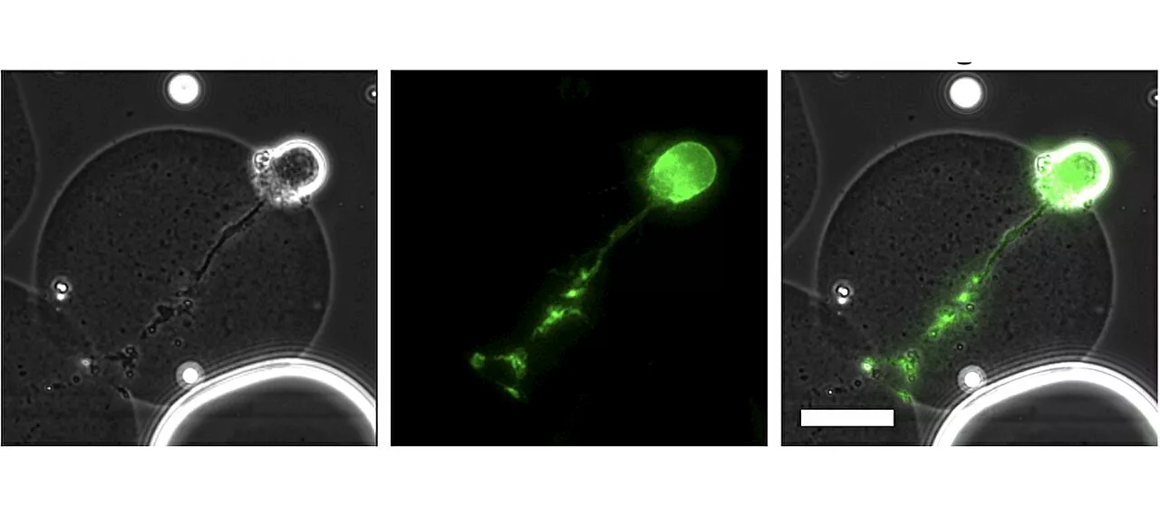 Scientists publish novel research on how individual cells respond to viral infection