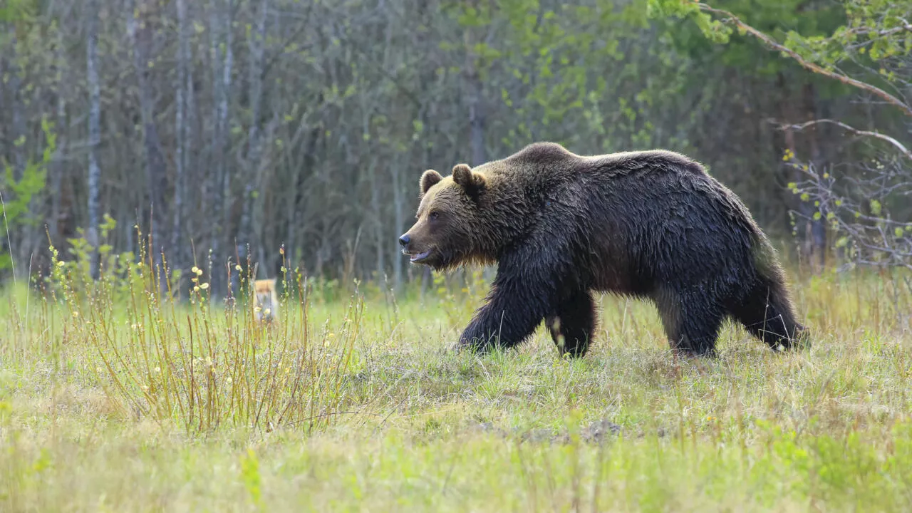 Slovaquie: l'état d'urgence décrété à Liptovsky Mikulas après une attaque d'ours